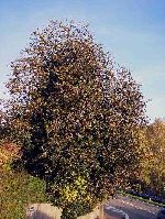Die Stechpalme oder Hülse (Ilex aquifolium)