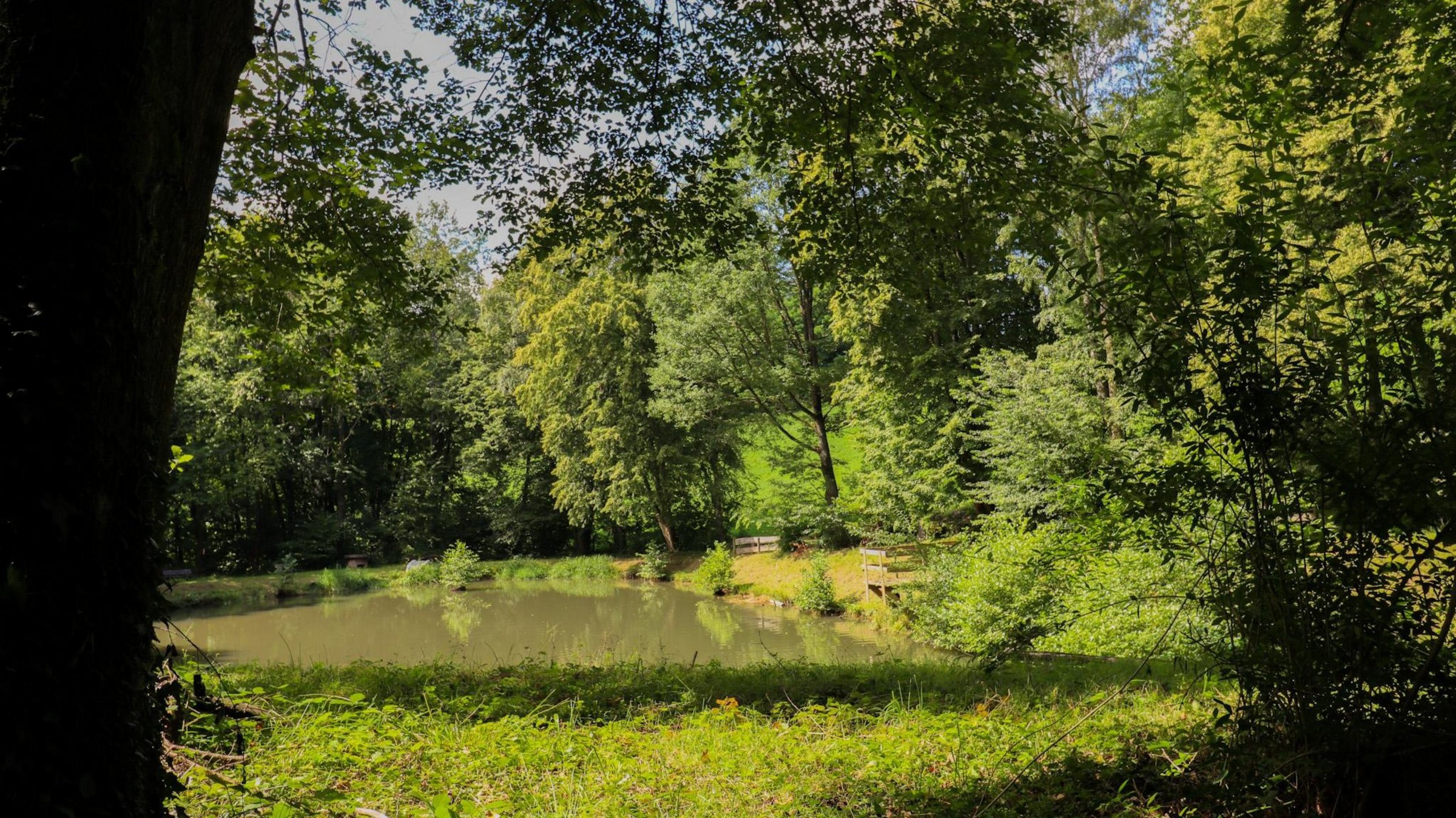 Ein Überblick über den Frohnklinger See, gesehen durch die dichten, grünen Blätter von Bäumen im Vordergrund. Der ruhige See spiegelt das umgebende Grün und den hellen Himmel wider. Am gegenüberliegenden Ufer ist eine Fläche mit mehreren Bänken zu erkennen. Die Ufer sind dicht bewachsen, und im Hintergrund erheben sich weitere Bäume, die eine natürliche und friedliche Atmosphäre schaffen.